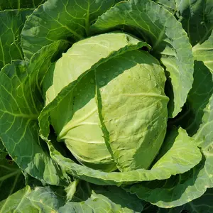 Organic Golden Acre Cabbage Seeds (Brassica oleracea var. capitata) – 50+ seeds Heirloom, Compact, and Sweet