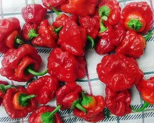 30+ Red Jamaican Scotch Bonnet Seeds Super Hot Pepper Super Hot Grown HARLEY SEEDS