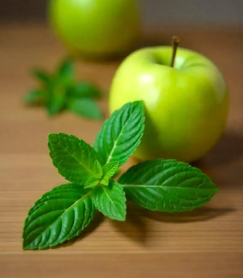 Seeds Apple Mint 1000+ Seeds to Grow Mentha Suaveolens Perennial Plant Indoor and Outdoor Growing