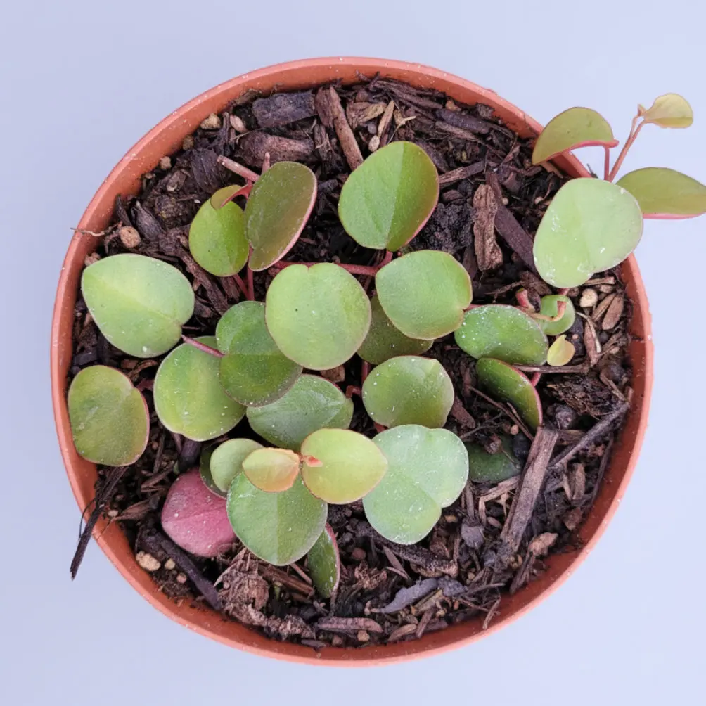 Peperomia 'Ruby Cascade'