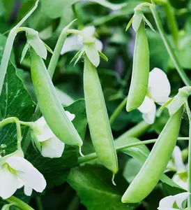 TomorrowSeeds - Sugar Ann Snap Pea Seeds -  AAS Winner Non GMO USA Garden Vegetable Asian Chinese Snow Peas Beans Seed For 2024 Season