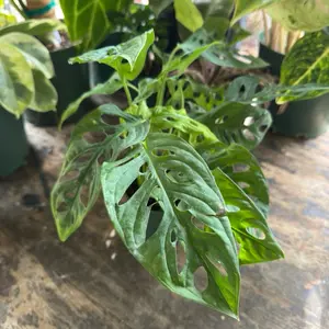 Monstera Adansonii (Wide Form) | 4 Inch Pot | House Plant | Rare Live Plant