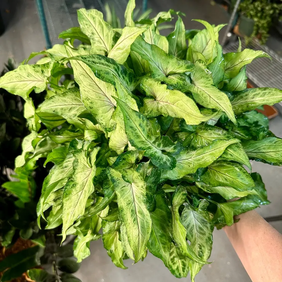 Syngonium Yami - 6" pot