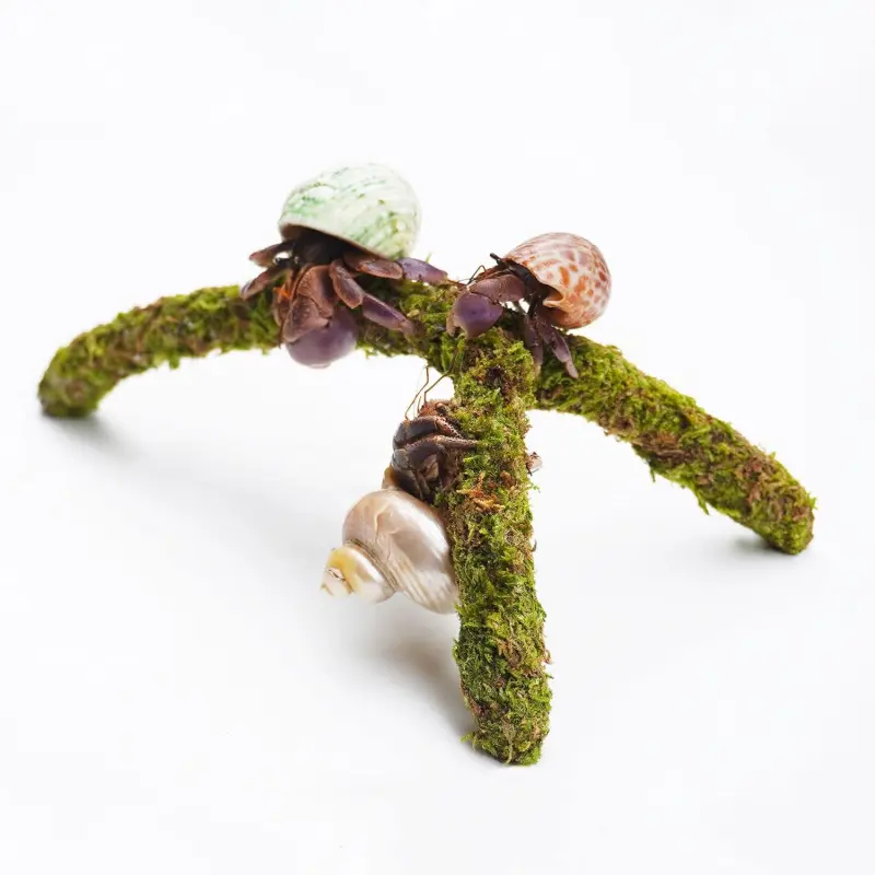Hermit Crab Climbing Toys, Adjustable Hermit Crab Supplies, Hermit Crab Habitat Tank Accessories