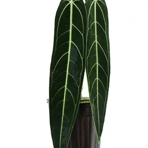 Anthurium warcqueanum Tissue Culture - Green Leaf Plant