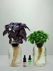 Fire & Shadow Duo +Nutrient Kit - Fresh Hydroponic Herbs in Glass Jar - All Seasons - Perfect for Cooking & Gifting