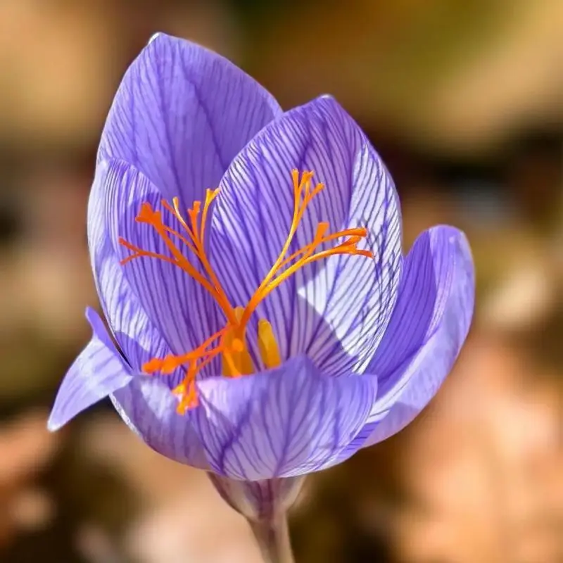Dormant Saffron Crocus Corms, Easy To Grow, Outdoor & Indoor Patio Planting Flowers