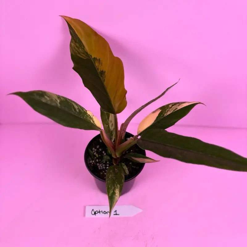 Philodendron Caramel Marble 4 | Variegated Philodendron | Live Plant -  TikTok Shop
