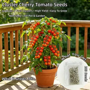 200+ Truss Tomato Seeds - High Yield Sweet Grape Tomatoes Organic Non GMO, Garden Planting Outdoor Container Fruit Seeds