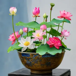20 Pcs Non-GMO Mixed Color Bonsai Bowl Lotus Flower Seeds - Vibrant Aquatic Live Plants for Planting, Home Improvement, Garden Supplies (Ideal for Friends, Mom, Women)