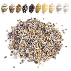 2000 PCS Tiny Mini Sea Shells for Crafts, Conch Shells for Decorations, DIY Fish Tank & Vases