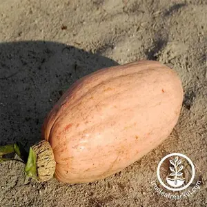 Squash Seeds - Winter - Pink Banana Jumbo