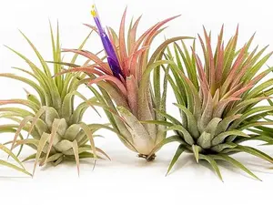 Air Plants Ionantha Mexican - Colors and Shape Varies Due to Seasonality-Live Tillandsia Succulent House Plants - Available in Wholesale and Bulk - Home and Garden Decor-Easy Care Plants (Pack of 5)