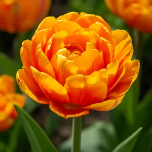 Sun Lover Double Tulip Bulbs – 10 Pack – Orange & Yellow Peony-Style Tulips – Large Double Blooming Spring Flowers