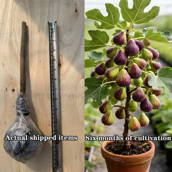 Cold-Hardy Dwarf Fig Tree (Live Plant) - Grown from 3-Year-Old Mature Cuttings for Faster Fruiting - Perfect for Pots, Balconies, and Patios (Not Seeds)