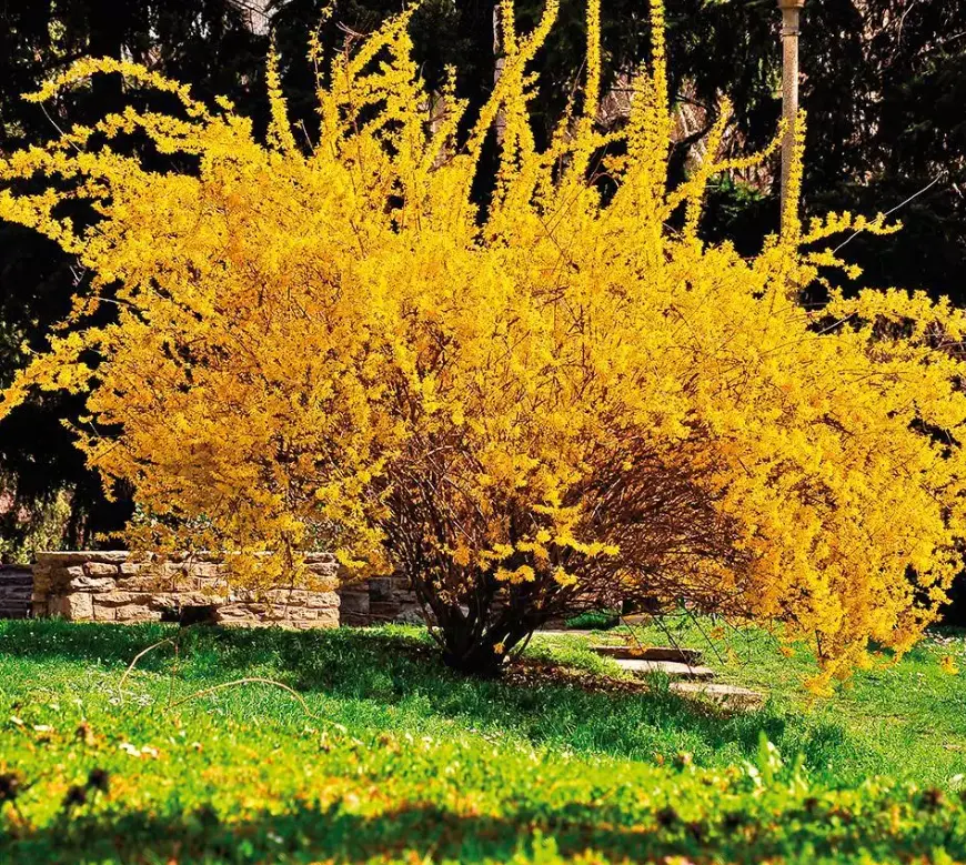 Lynwood Gold Forsythia Plant Live, Yellow Forsythia Shrub Golden Bells, in 4" Pot, 6-12" Tall