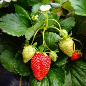 Fort Laramie Everbearing Strawberry Plants | Cold-Hardy Non-GMO Bare Root | Honey-Sweet Flavor | Hand Picked Nursery