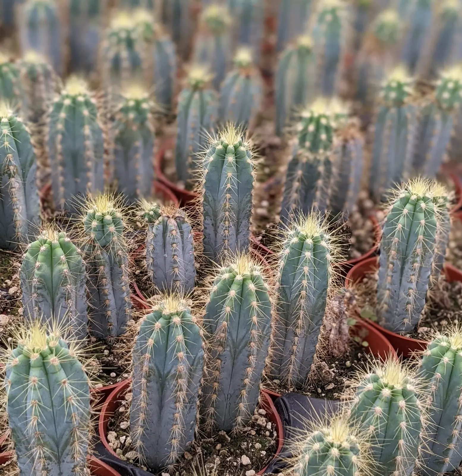 Blue Torch Cactus, Pilosocereus Azureus, Live Plant