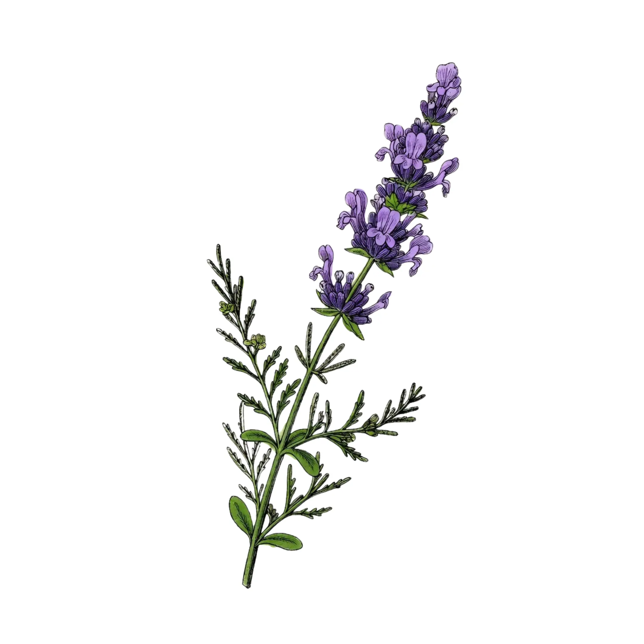 Wild Lavender Solid Fragrance Pod - Aroma with Freshness, Floral Notes, and Elegant Scenting Experience