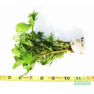 Water Wisteria AKA The HARDIEST Hygrophila (Hygrophila difformis)