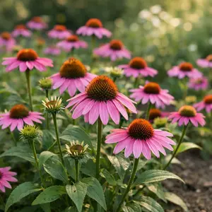 Coneflower Seeds – Echinacea Flower Seeds for Garden, Easy Grow Outdoor Plants