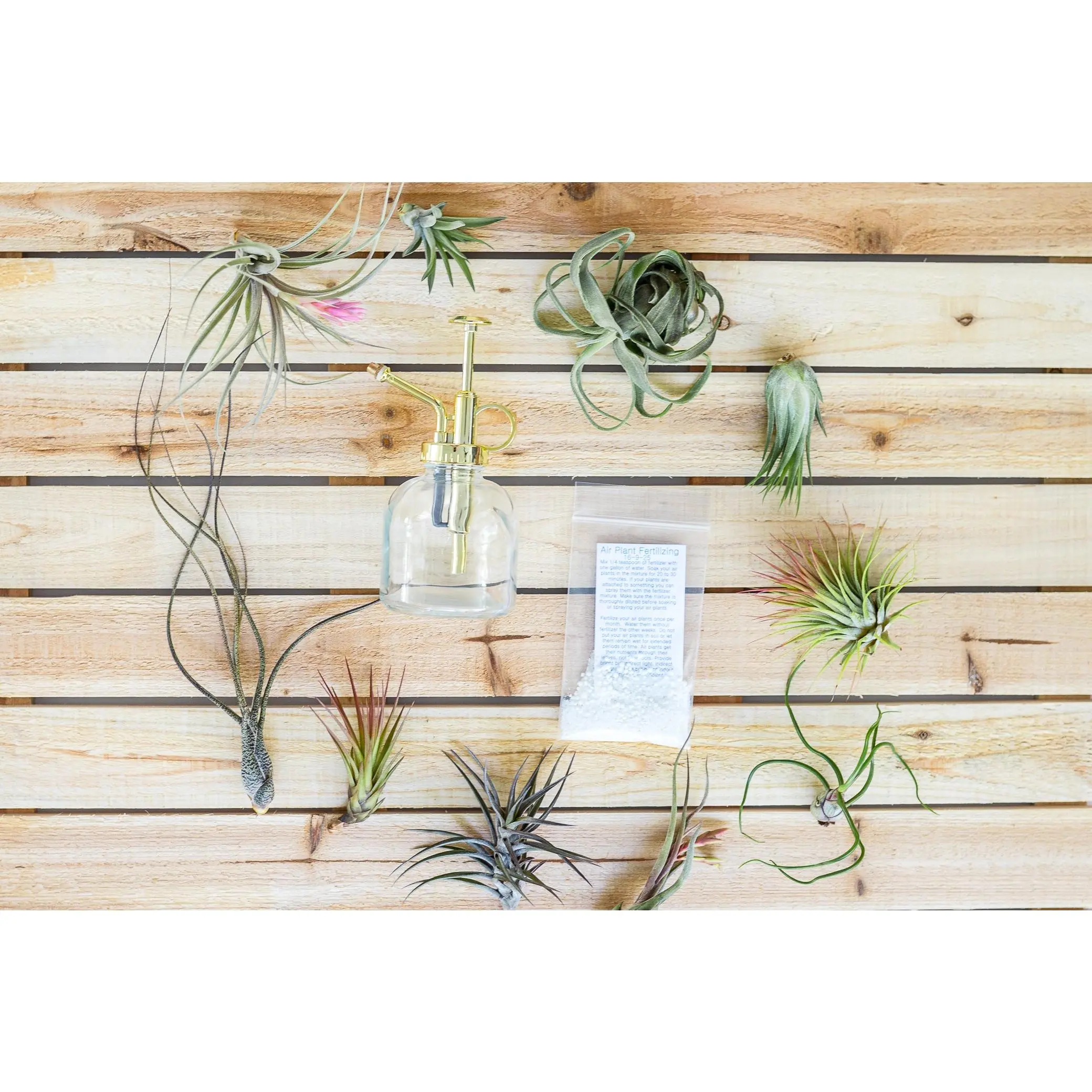 Tillandsia Air Plant Grab Bag of Small & Medium Plants with Fertilizer and Air Plant Mister [10 Pack]