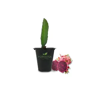 Edgar's Baby Dragon Fruit - 1 Live Plant in a 2 Inch Pot - Edible Tropical Cactus Vine, Sweet Red-Fleshed Dragon Fruit - Hylocereus undatus