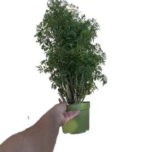 Aralia Ming Stump Tree - 6” Pot