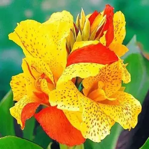200+ Mixed Canna Lily Seeds Green Leaves Tropical Flowers Perennial Flowers Garden Plant