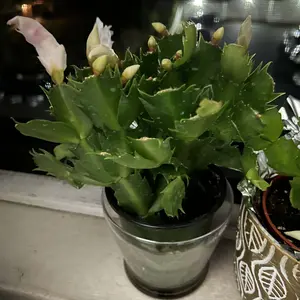 review image 8