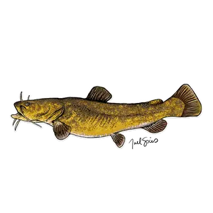 20” Flathead Catfish Decal