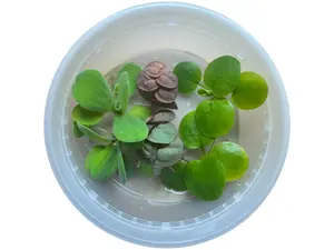 Aquarium Floating Plant Bundle | Frogbit, Water Lettuce & Red Root Floaters