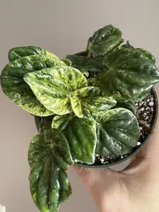 Peperomia ‘Buenos Aires’ — Textured Foliage Houseplant | Easy Care Favorite
