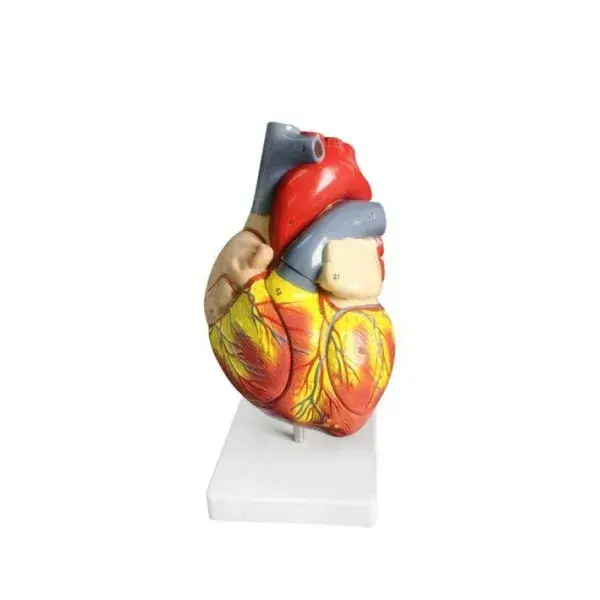 Human Heart Anatomy Model