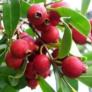 Guava Red Strawberry Live Plant, Tree Tropical Fruit, Strawberry Guava Tropical Fruit Trees, Edible Garden Fruit Plant