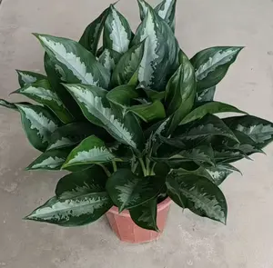 RZ-14 / Anthurium Purple Live Houseplant in 4 Inch Pot | Tropical Indoor Flowering Plant for Home & Office Decor