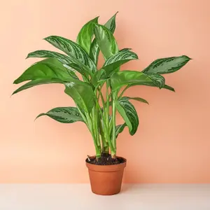 Chinese Evergreen Silver Bay (Aglaonema) – Indoor Live Plant, Lush leaves with Silvery-Gray Variegation, Medium, Air Purifying & Easy Caring, Bright Light, Low Light, Perfect for Homes & Offices