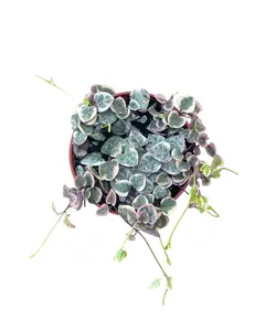 4" Variegated String Of Hearts – Live Indoor Plant