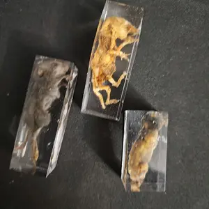 Mummified rat pup and mouse in resin set of 3 Decor
