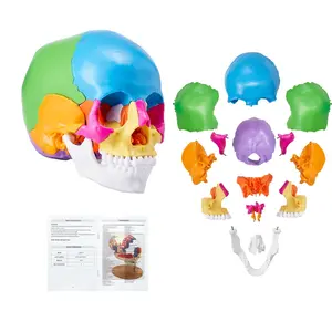 【DealsForYouDays】VEVOR Human Skull Model, 22 Parts Human Skull Anatomy, Life-Size Painted Anatomy Skull Model, PVC Anatomical Skull, Detachable Learning Skull Model, for Professional Teaching, Researching and Learning