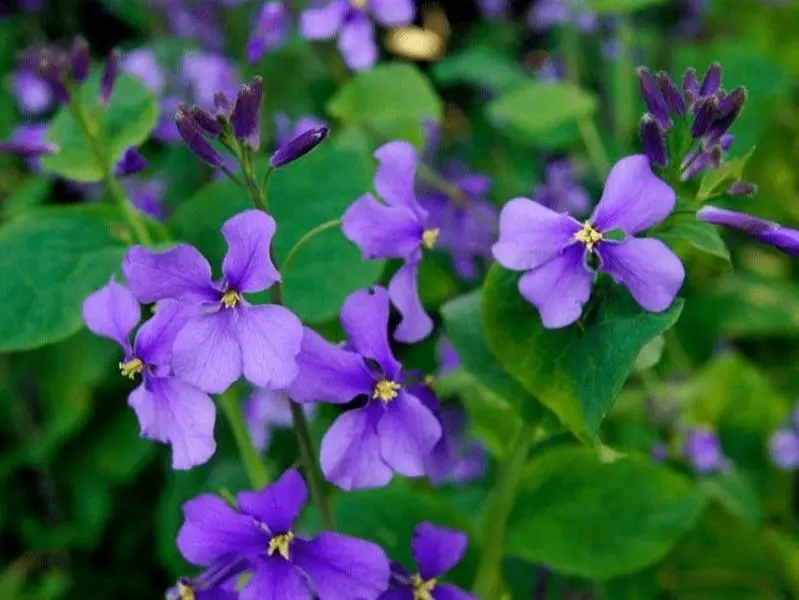 200 Violet wildflower seeds 200 Violet wildflower seeds