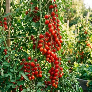 100 Grape Tomato Seeds for Planting - Crunchy & Sweet Vegetable Seeds for Home Garden - Grow Highly Productive Snacking Tomatoes