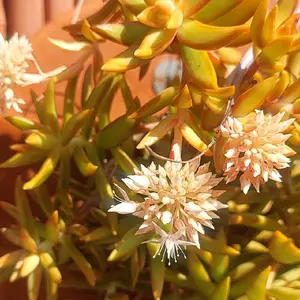 Sedum Adolphi nussbaumerianium Coppertone Stonecrop succulent plant - 2 cuttings