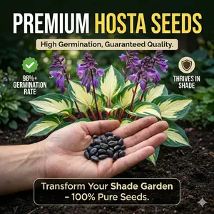 300 high-quality hosta seeds — guaranteed viable with no bad seeds. A perennial shade plant, perfect for gardens and yards. Made in the USA | Non-GMO | Carefully grown.Mixed assortment of more than a dozen seed varieties.