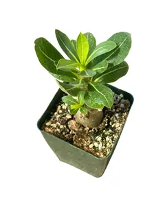 4" Desert Rose – Adenium Arabicum – Live Plant
