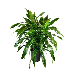 Dracaena Art Carmen - Live Plant in an 10 Inch Growers Pot - Dracaena Deremensis “Art Carmen” - Beautiful Indoor Air Purifying Houseplant