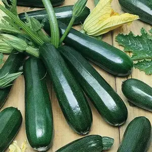 Zucchini Squash Seeds - Spineless Perfection