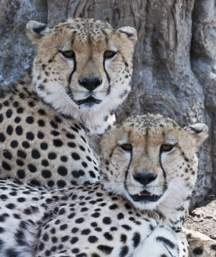 Posterazzi DPI1865797 Keith Levit Cheetahs Animal Poster Print, 14x16 in, Home Decor, Room Decor, Ideal Gift for Home Supplies Enthusiasts