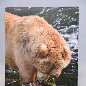 Kodiak Brown Bear Caught Chum Salmon Magnet Photo