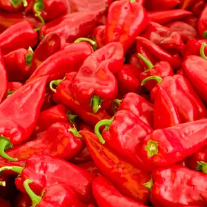 Pepper Tolli's Sweet Seeds